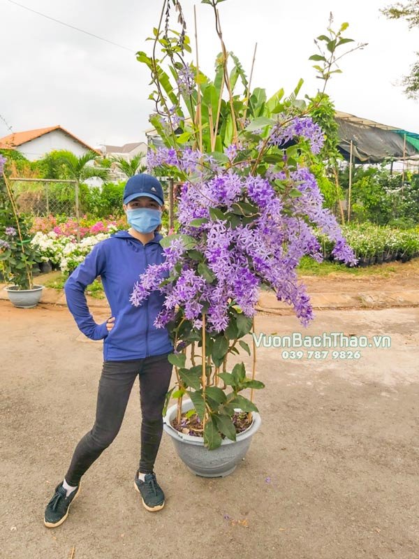 Cây Mai Xanh Thái 3