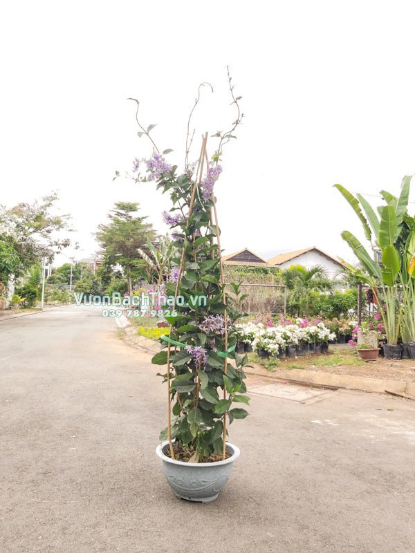 Cây Mai Xanh Thái 2