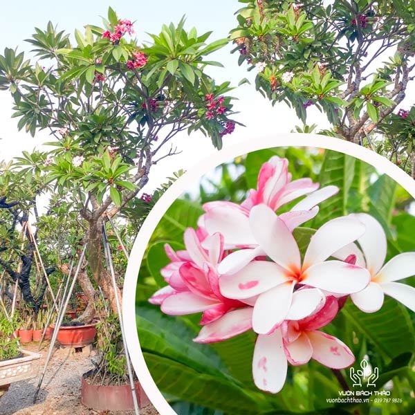 Cây Hoa Sứ Đại 2