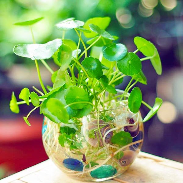 Cây Cỏ Đồng Tiền Trong Nước 2