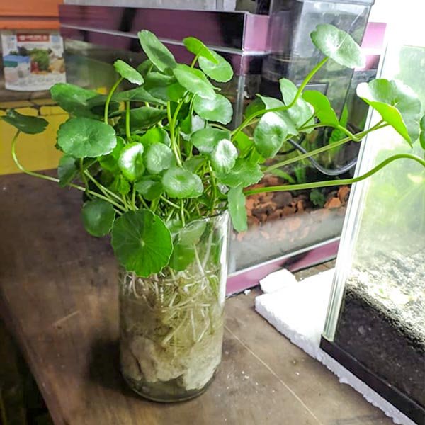 Cây Cỏ Đồng Tiền Trong Nước 3
