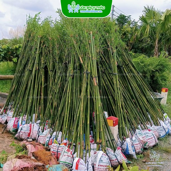 Cây Trúc Cần Câu