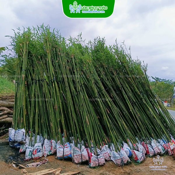 Cây Trúc Cần Câu 2