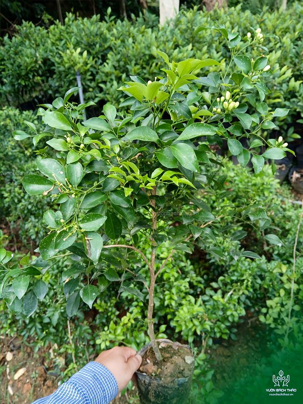 Cây Hoa Nguyệt Quế 3