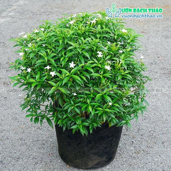 Cây Mai Vạn Phúc