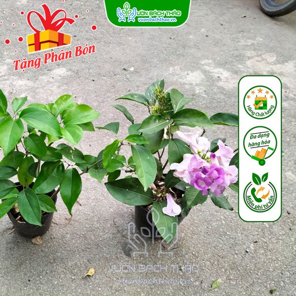 Cây Hoa Lan Tỏi (Dây Ánh Hồng) 2