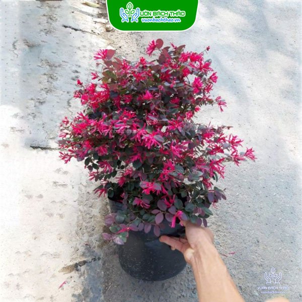 Cây Hồng Phụng 2