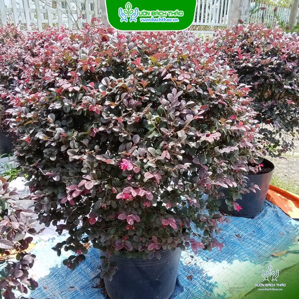 Cây Hồng Phụng 3