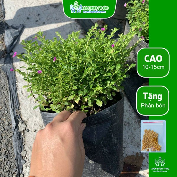 Cây Cẩm Tú Mai 3