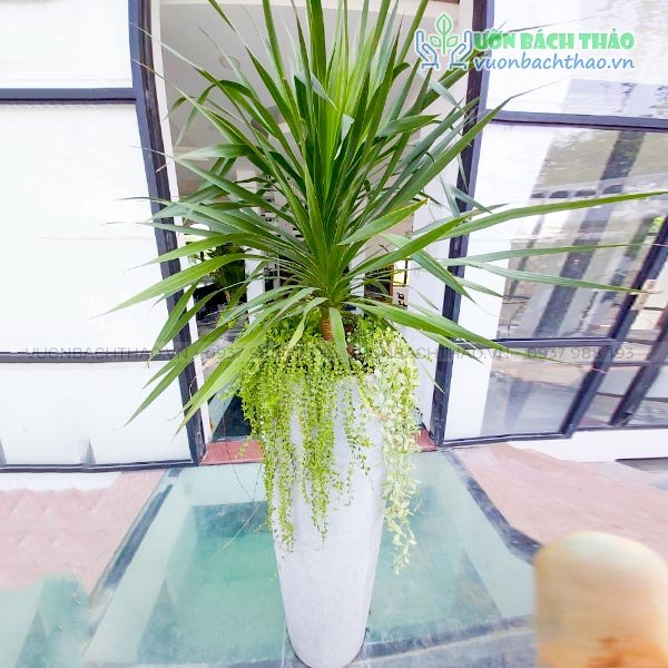 Cây Đại Lộc Chiêu Tài 2