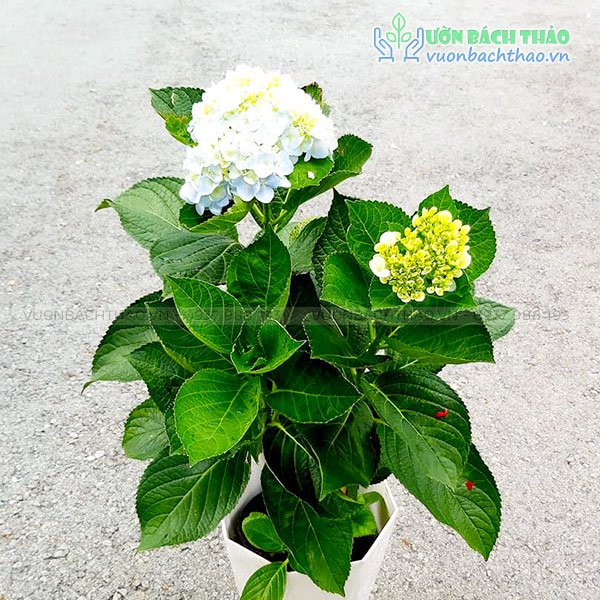 Cây Cẩm Tú Cầu 3