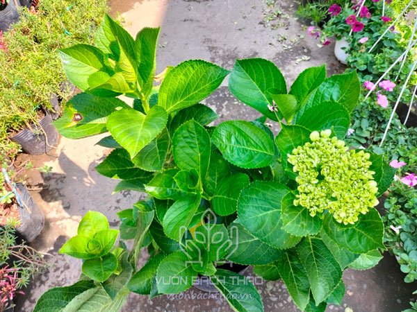 Cây Cẩm Tú Cầu 2