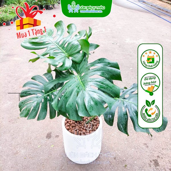 Cây Trầu Bà Nam Mỹ Chậu Đứng 3