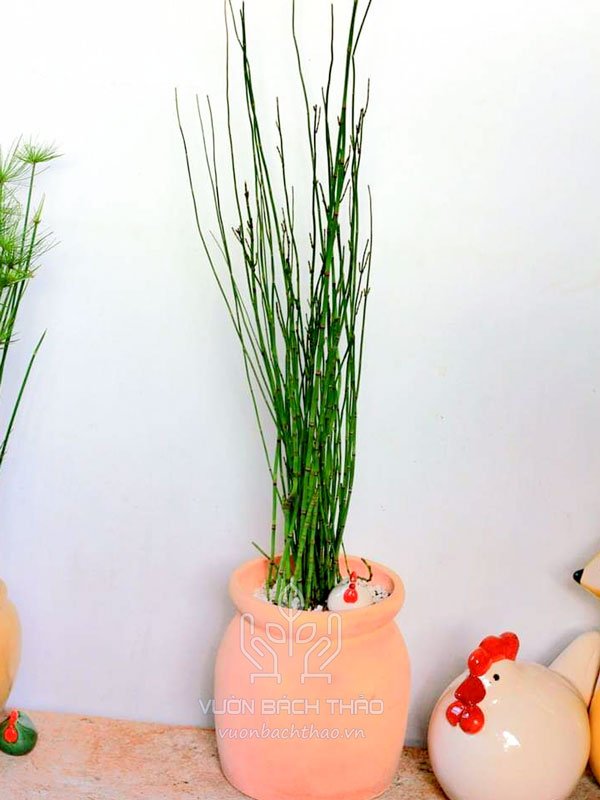 Cây Thiền Trúc Trồng Chậu (Mộc Tặc) 3