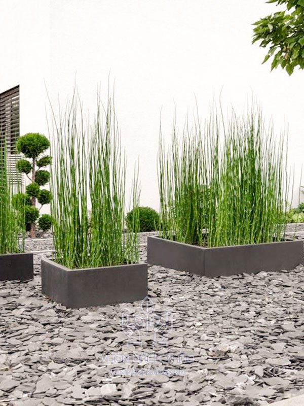 Cây Thiền Trúc Trồng Chậu (Mộc Tặc) 2
