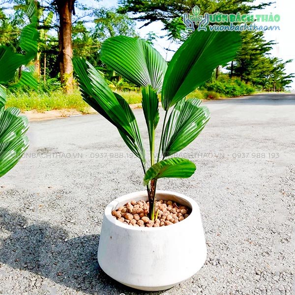 Cây Kè Nhật Chậu Đứng 3