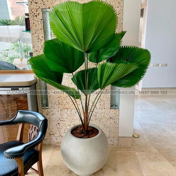 Cây Kè Nhật Chậu Đứng 2