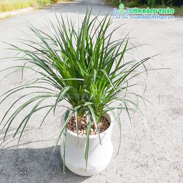 Cây Phát Tài Núi Chậu Đứng 3