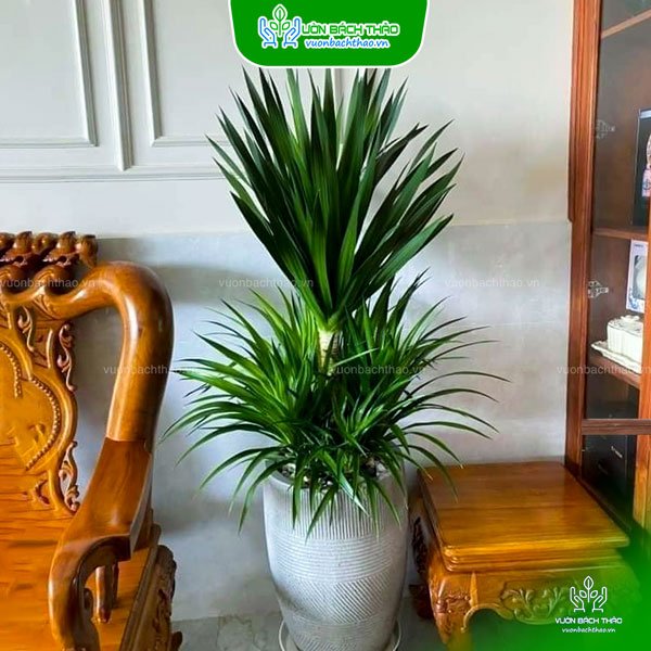 Cây Phát Tài Núi Chậu Đứng 2