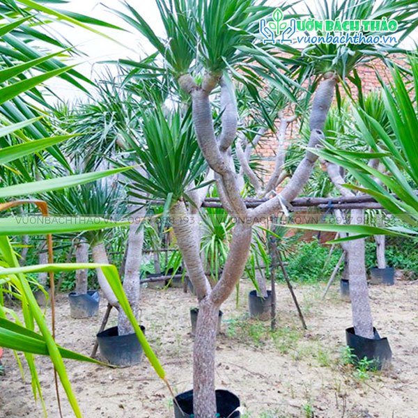 Cây Phát Tài Núi (Đại Lộc) 2