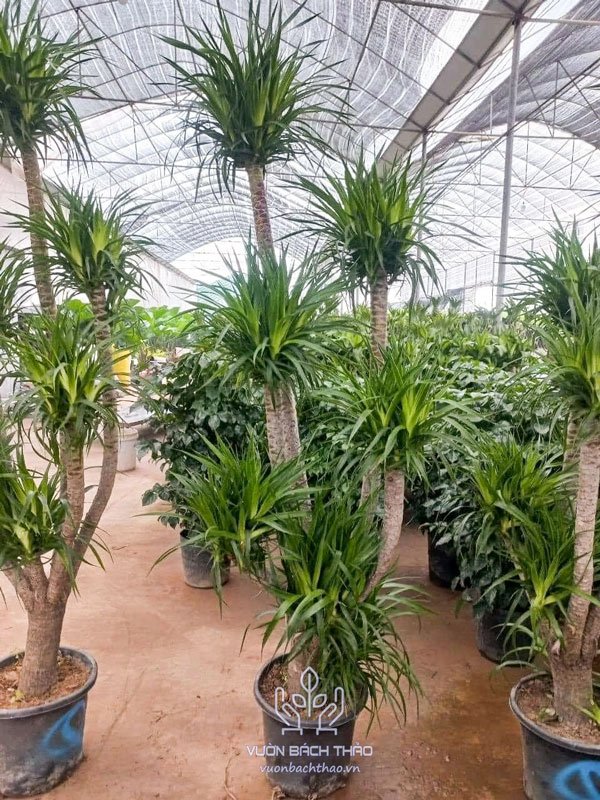 Cây Phát Tài Núi (Đại Lộc) 3