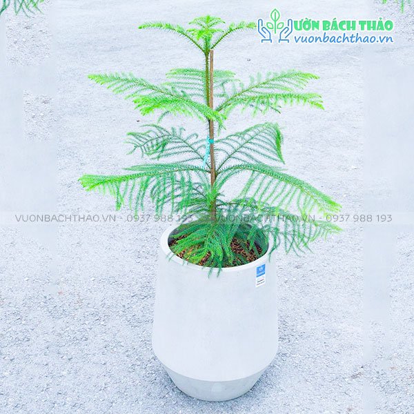 Cây Tùng Bách Tán Trồng Chậu
