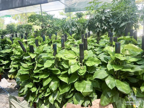 Cây Trầu Bà Leo Cột 3