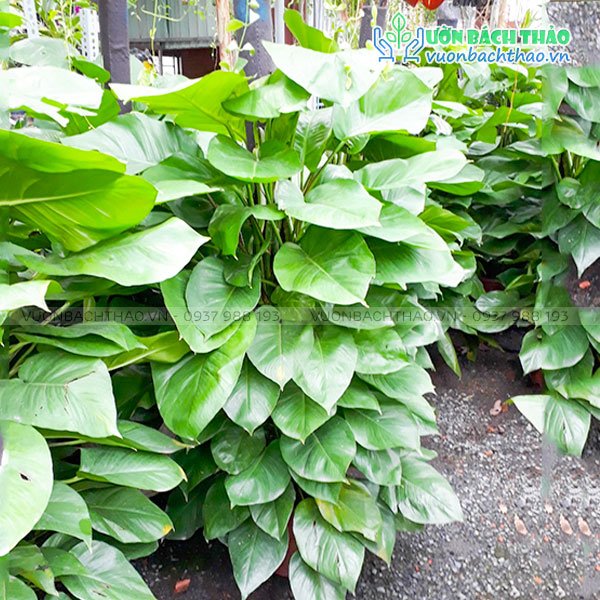 Cây Trầu Bà Leo Cột 2