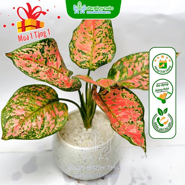 Cây Vạn Lộc Để Bàn (Thiên Phú) 2