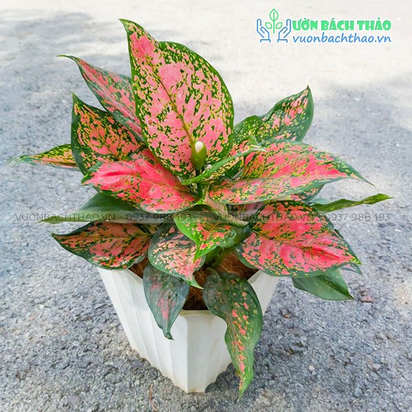 Cây Vạn Lộc Để Bàn (Thiên Phú) 3