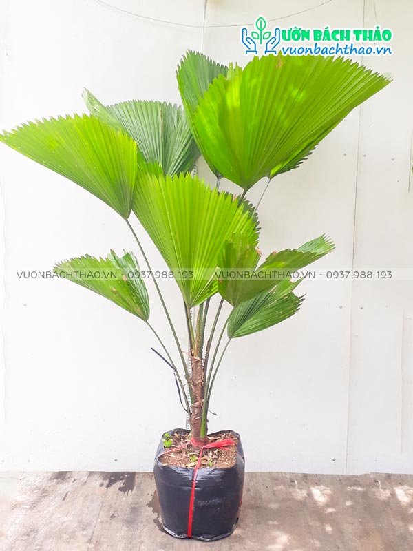 Cây Kè Nhật 2