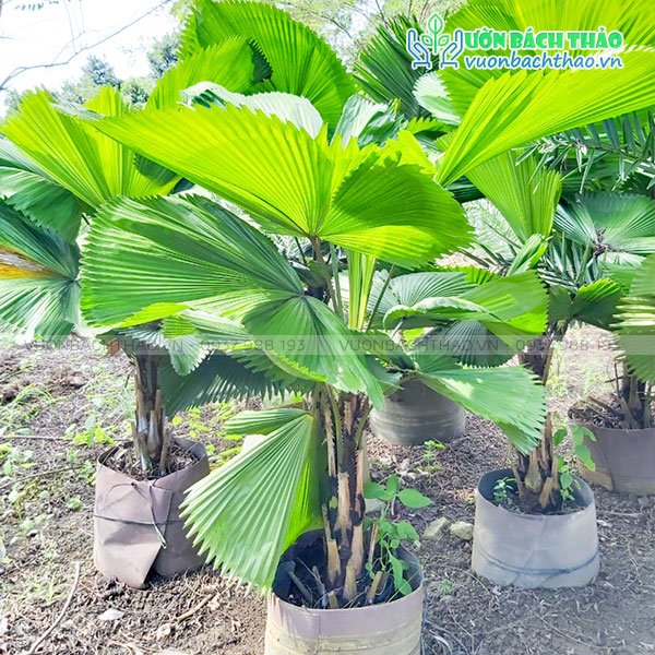 Cây Kè Nhật 3