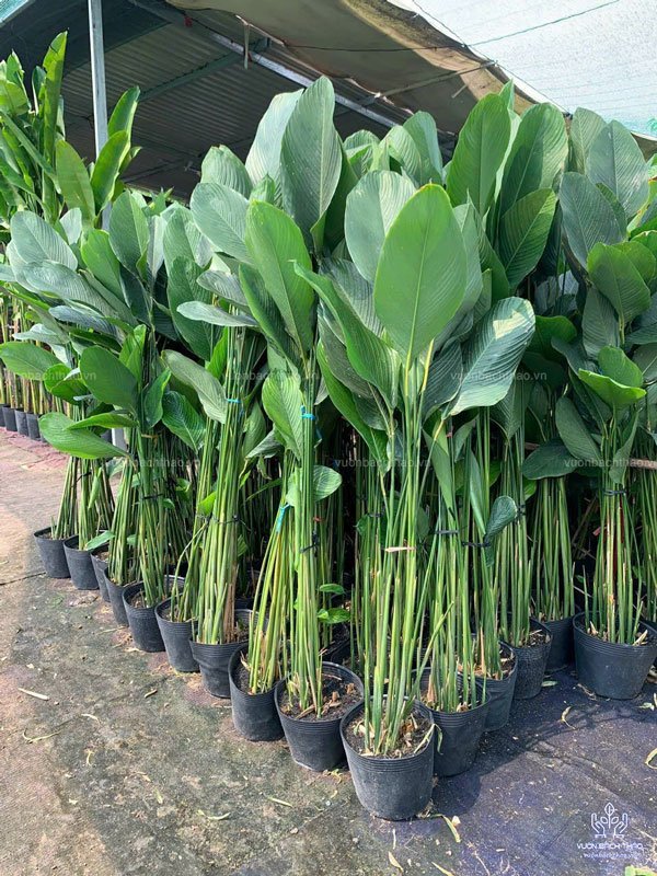 Cây Dong Kiểng (Cây Dong Xanh) 3