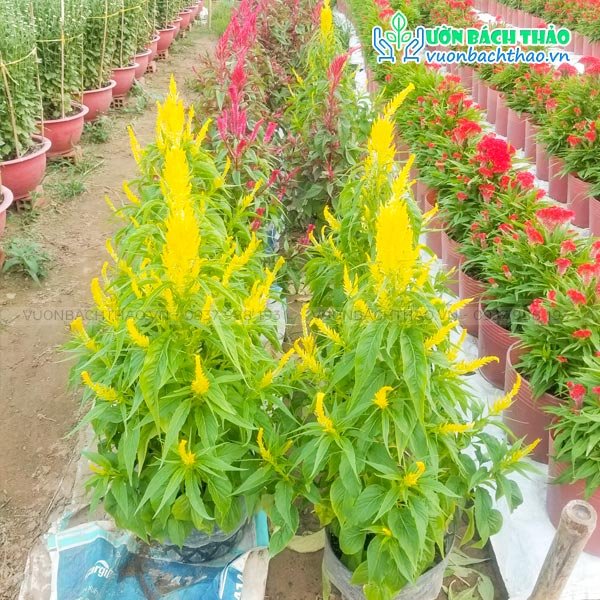 Hoa Mào Gà Đuôi Phụng 2