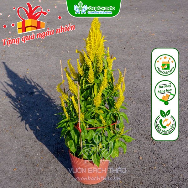 Hoa Mào Gà Đuôi Phụng