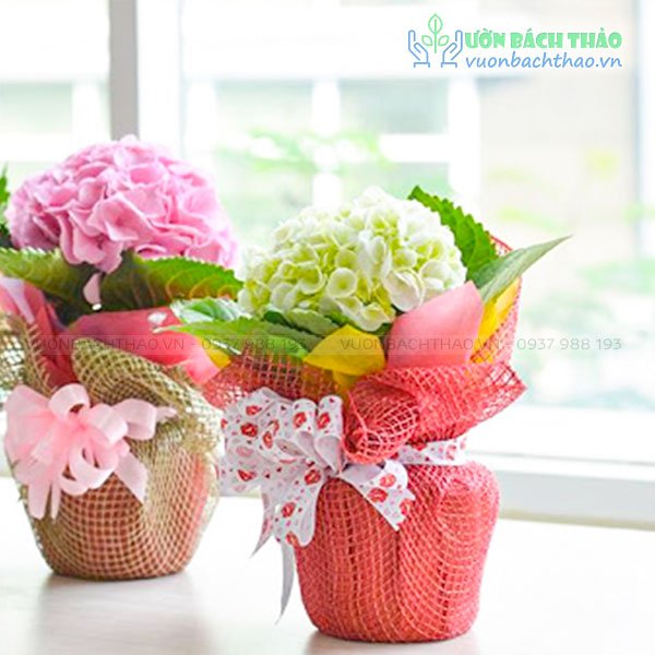 Cây Hoa Cẩm Tú Quà Tặng
