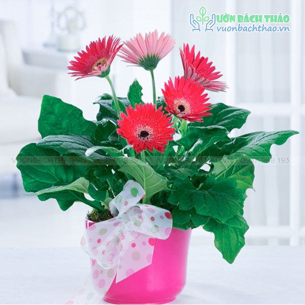 Cây Hoa Đồng Tiền Quà Tặng