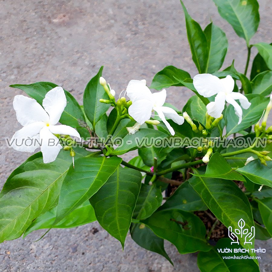 Cây Hoa Lài Trâu, Cây lài tây 3