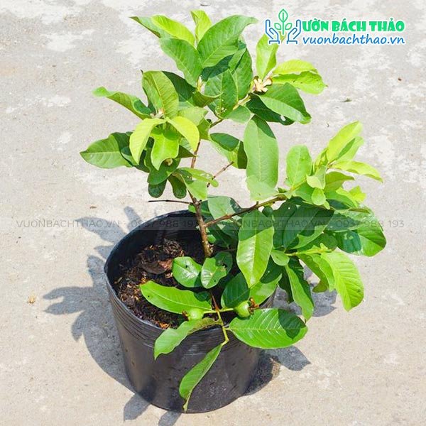 Cây Ổi Giống