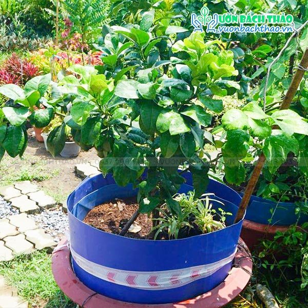 Cây Bưởi Da Xanh 2