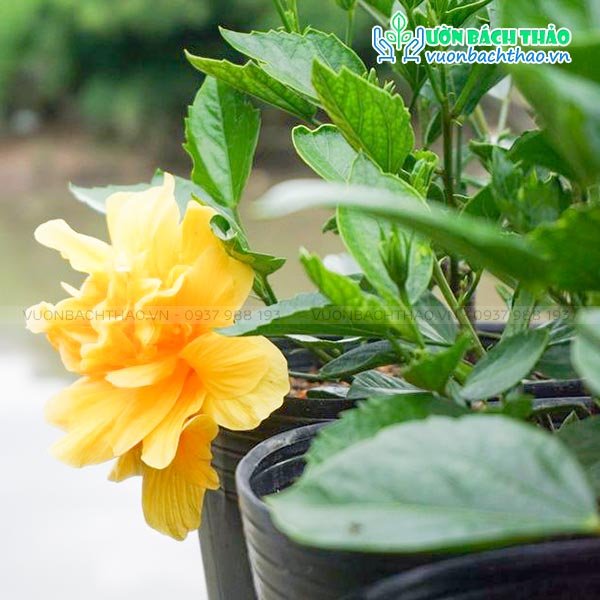 Cây Bông Bụp Thái Cánh Kép 2