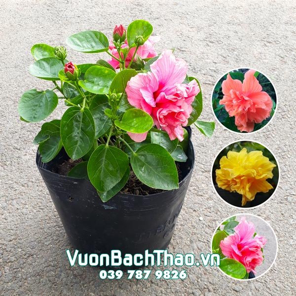 Cây Bông Bụp Thái Cánh Kép
