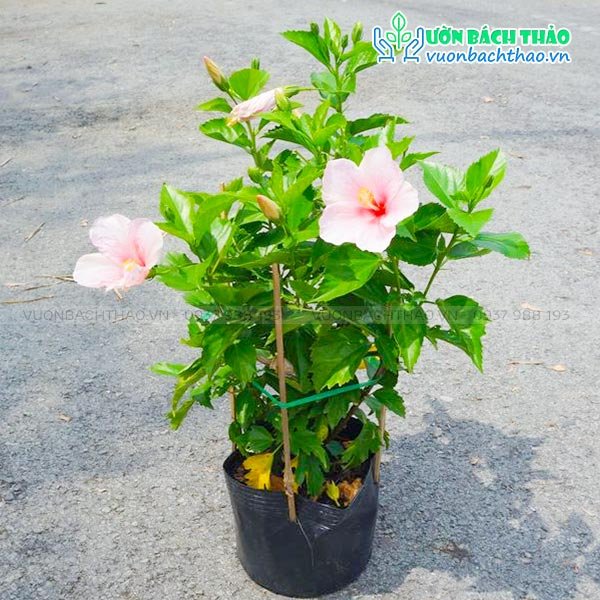 Cây Bông Bụp Thái Cánh Đơn 2