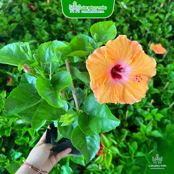 Cây Bông Bụp Thái Cánh Đơn 3