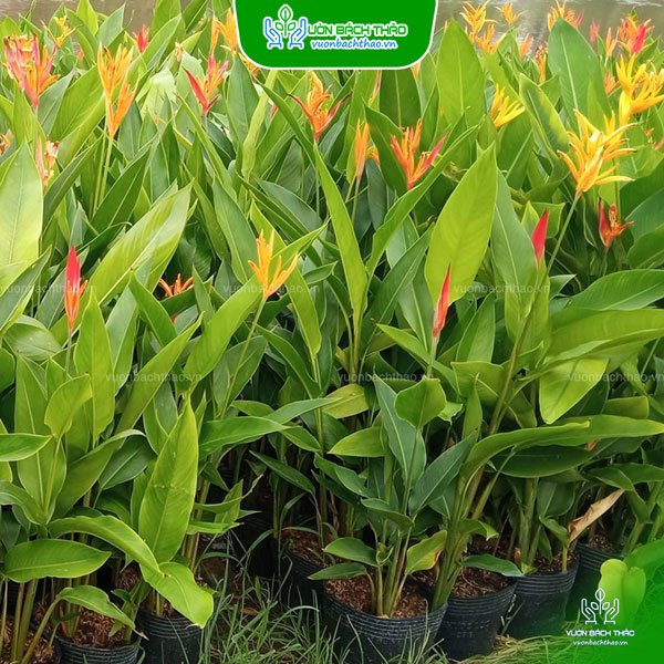 Cây Chuối Mỏ Két
