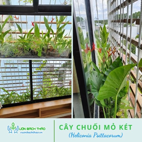Cây Chuối Mỏ Két 3