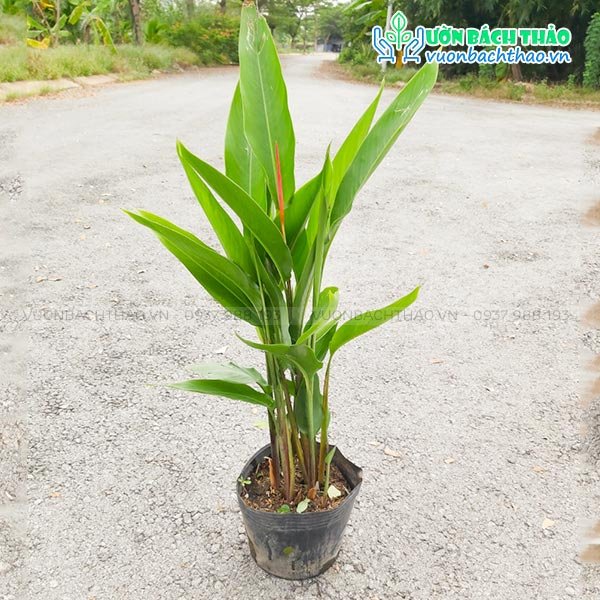Cây Chuối Mỏ Két 2