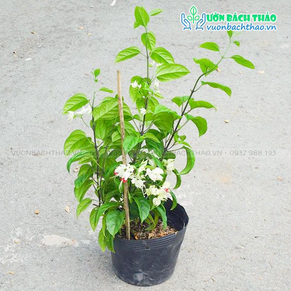 Cây Hoa Ngọc Nữ 2