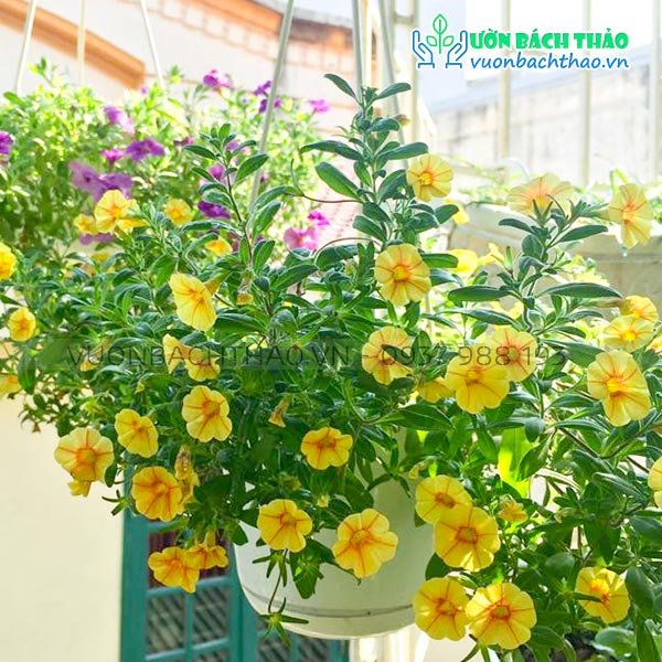 Hoa Triệu Chuông Chậu Treo 2