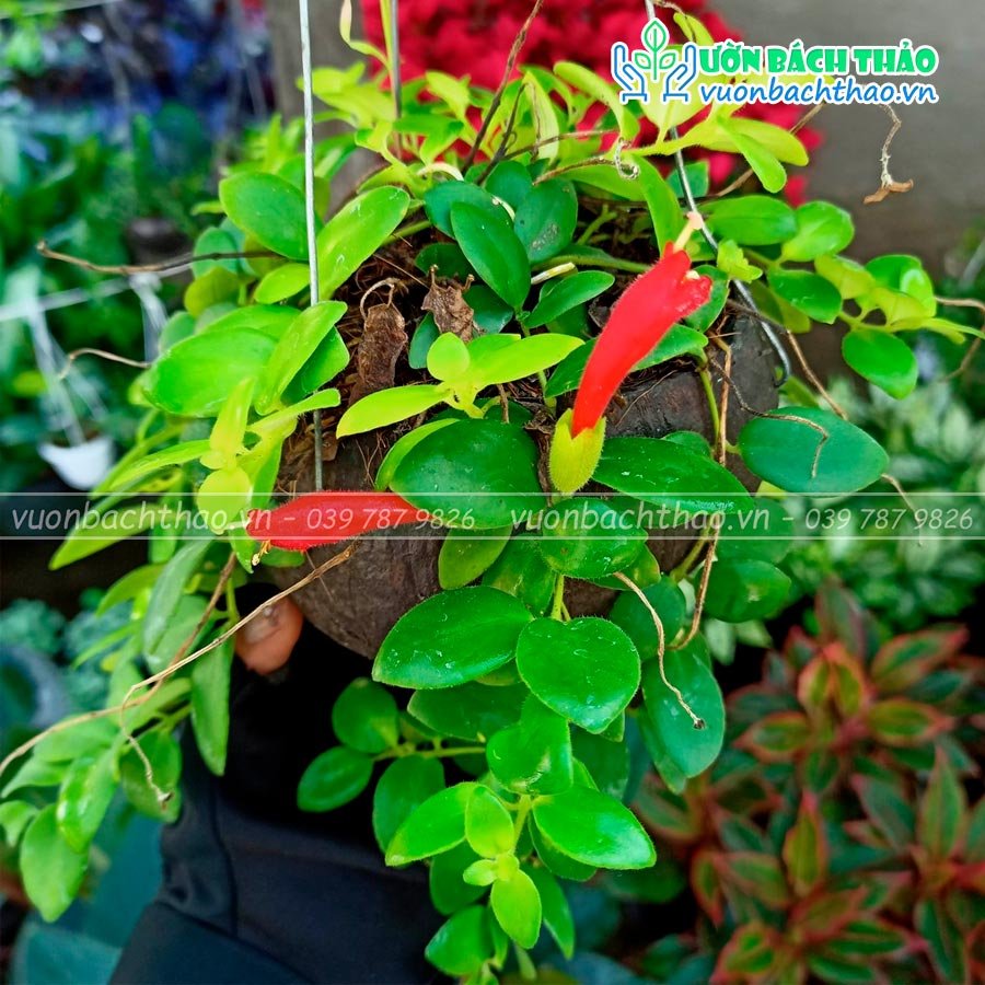 Cây Lan Son Môi Chậu Treo 2